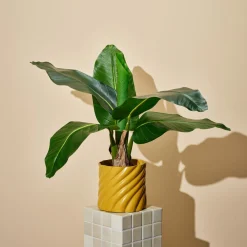 Konstväxt bananplanta, 60 cm