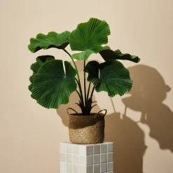 Konstväxt i kruka Licuala 70 cm