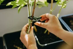 Nelson Garden växtclips, 10-pack