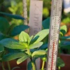 Nelson Garden jordtermometer