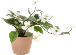 Plastblomma i kruka, sommarväxt med vita blommor
