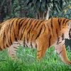 Schleich Wild Life tiger, från 3 år